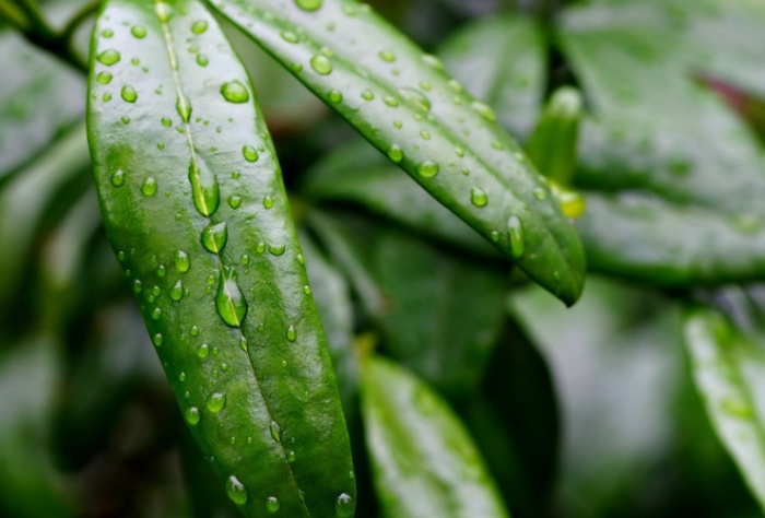 【萊沃醫(yī)療：知識分享】抓住雨水時節(jié)，養(yǎng)出春日好身體