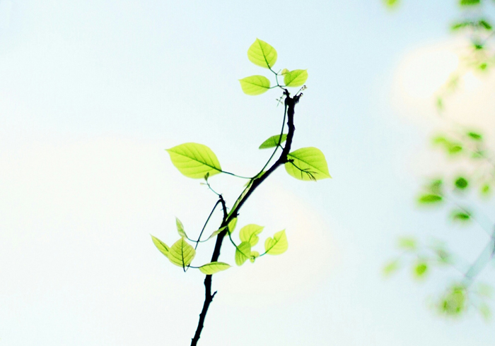 【萊沃醫(yī)療：知識分享】植樹節(jié)：“植”此青綠，擁抱春天，鼻炎黨速看，不踩雷！