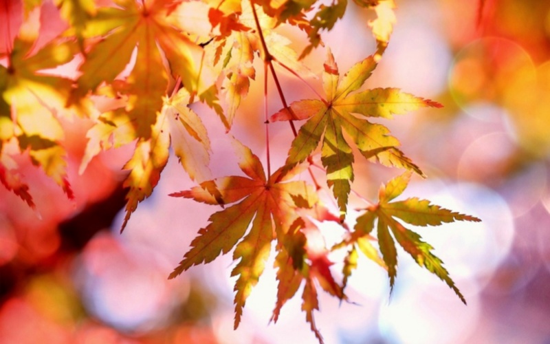【萊沃醫(yī)療：知識(shí)分享】處暑要來(lái)了，鼻炎的你還好嗎？